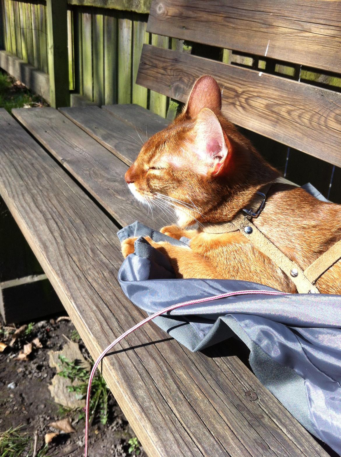 Abyssinier Misomali Unite My Choice aka LilleMiss billede 9