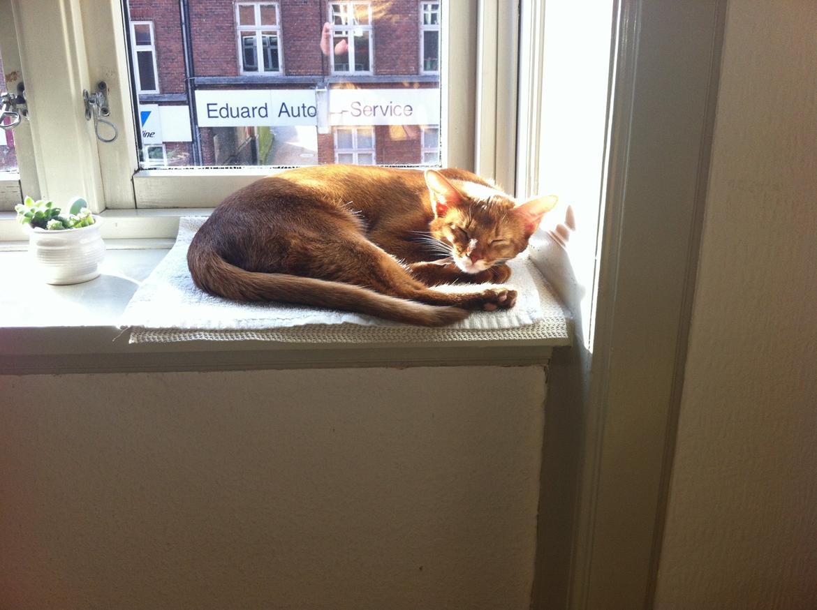 Abyssinier Misomali Unite My Choice aka LilleMiss billede 10