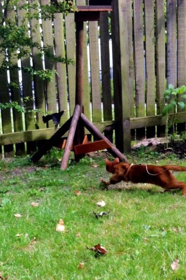 Abyssinier Misomali Unite My Choice aka LilleMiss billede 12