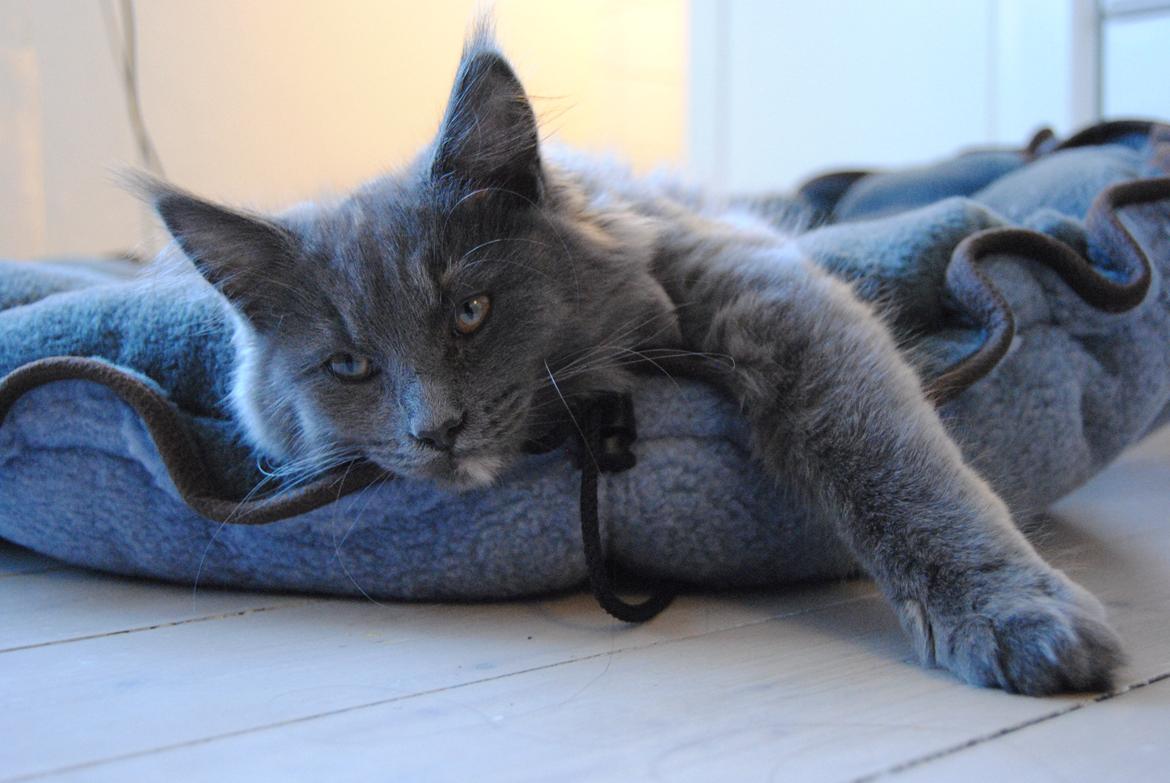 Blanding af racer Lunie billede 1