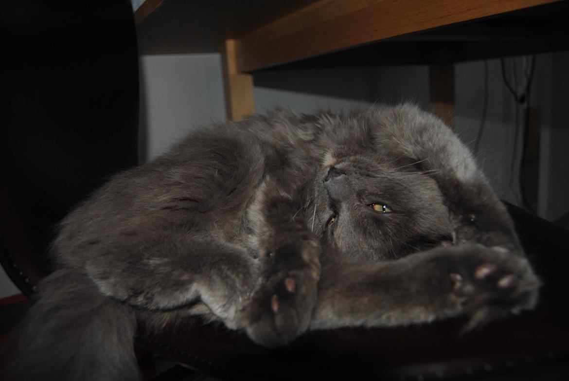 Blanding af racer Lunie billede 2