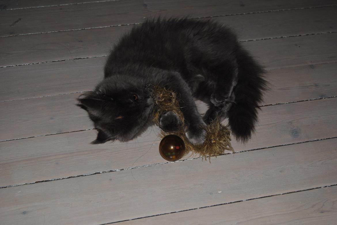 Blanding af racer Lunie billede 3