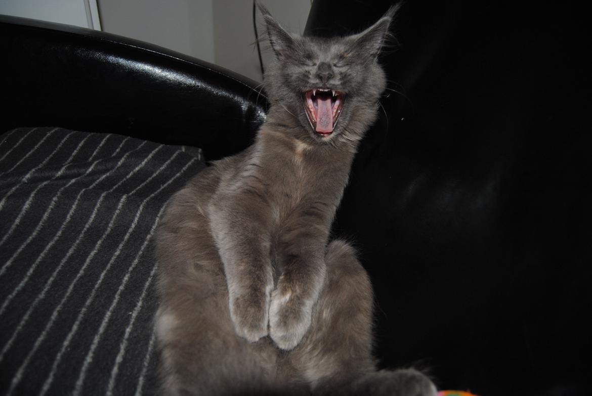 Blanding af racer Lunie billede 4