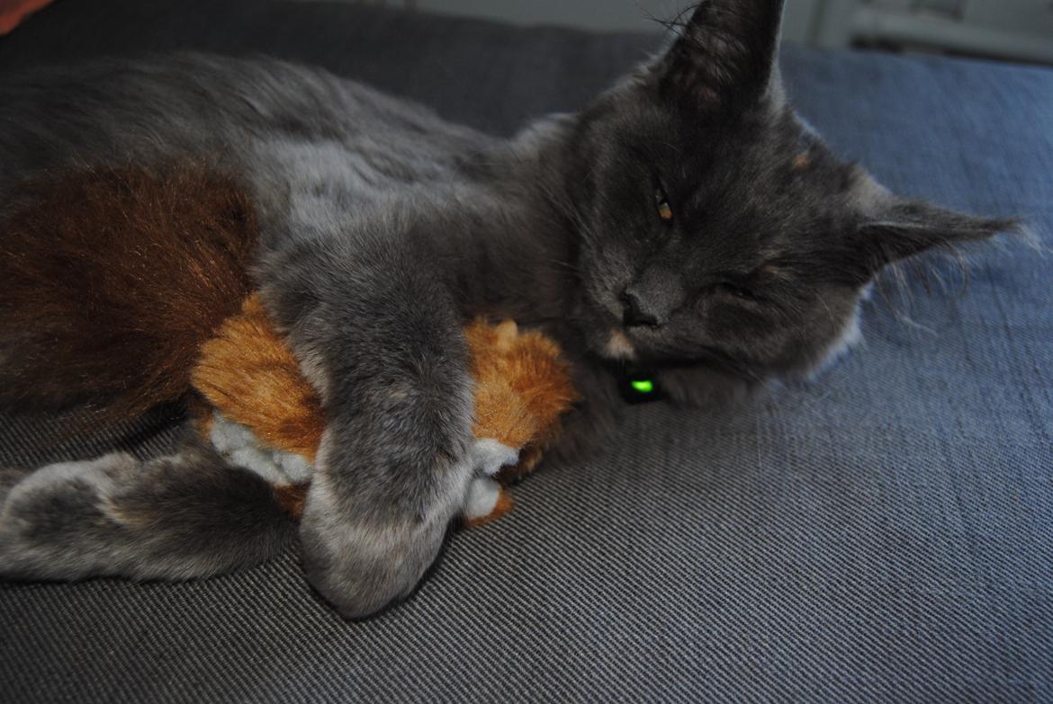 Blanding af racer Lunie - "You no steal my squirrel!" billede 6