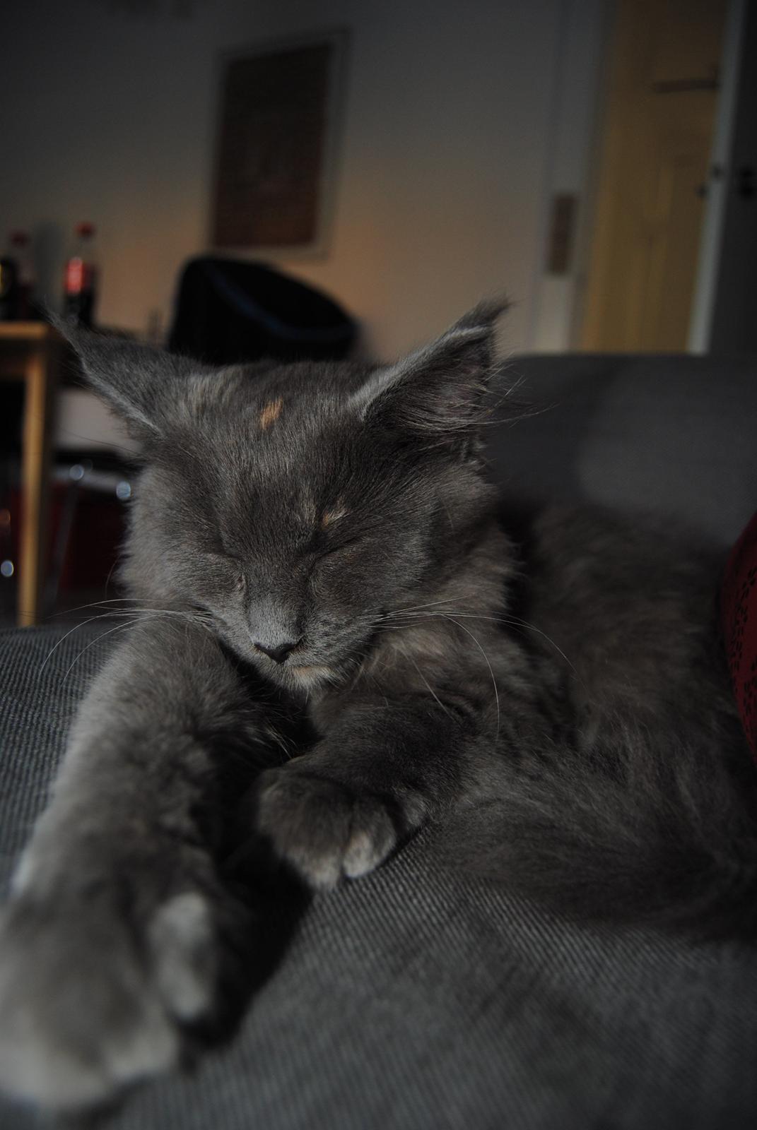 Blanding af racer Lunie billede 7