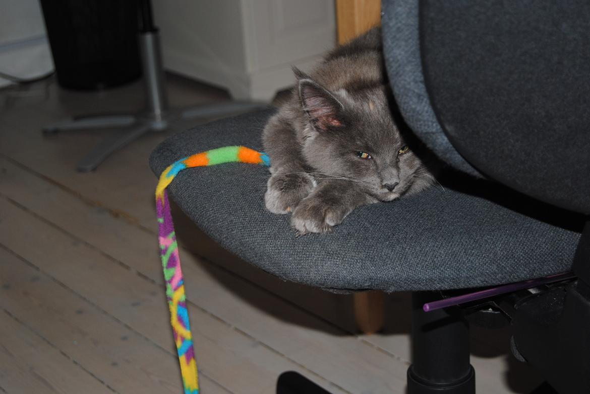 Blanding af racer Lunie billede 8