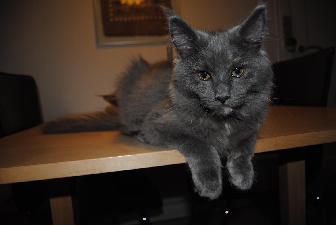 Blanding af racer Lunie billede 9