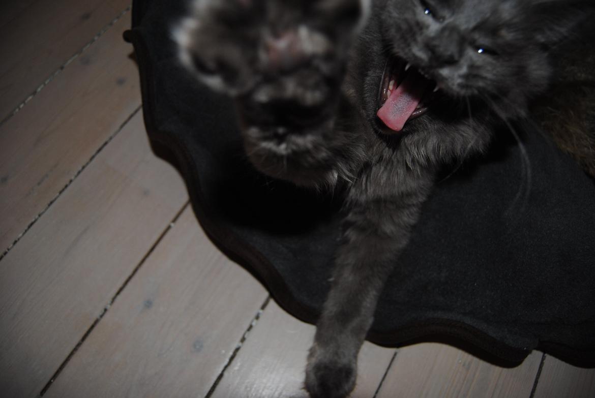 Blanding af racer Lunie billede 10