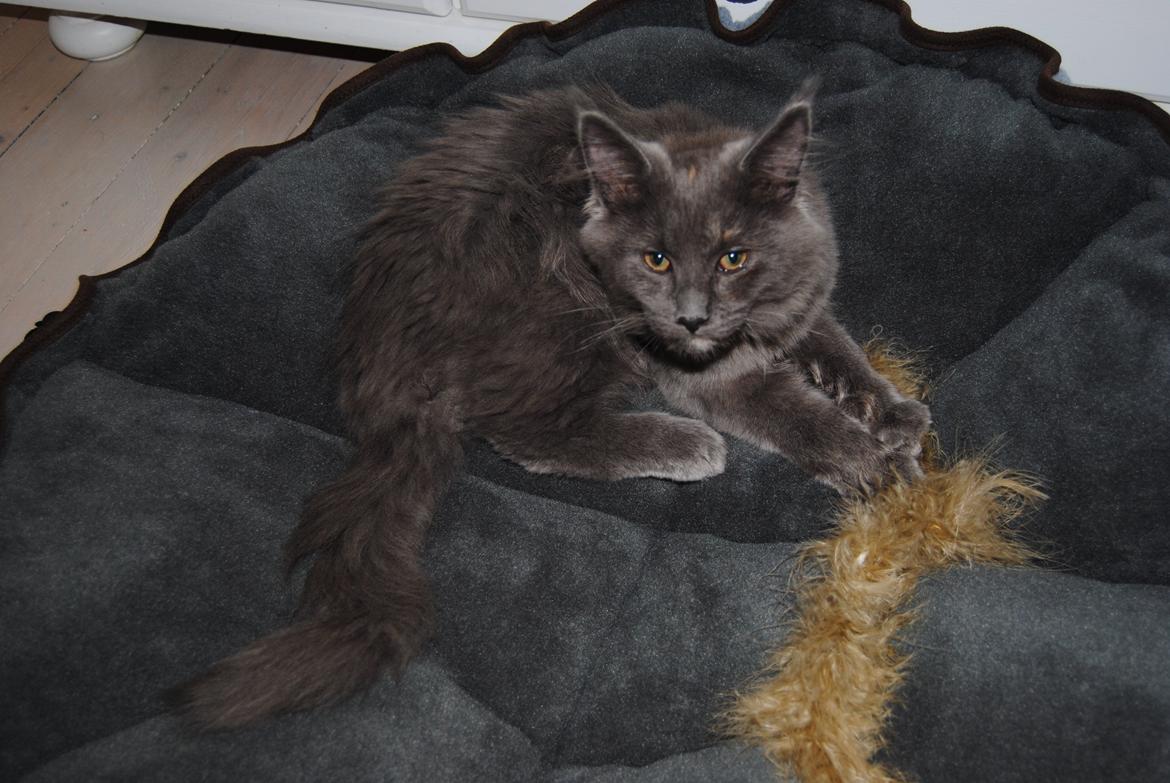 Blanding af racer Lunie billede 11