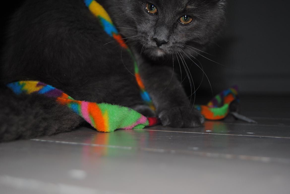 Blanding af racer Lunie billede 12