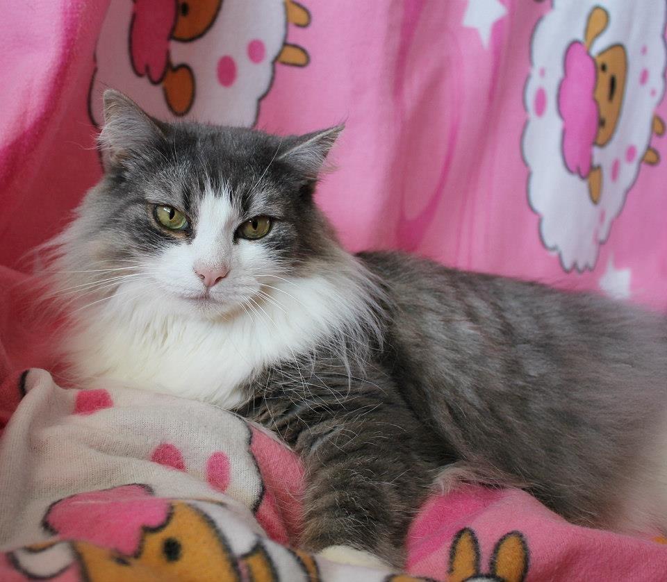 Norsk Skovkat Sussi billede 15