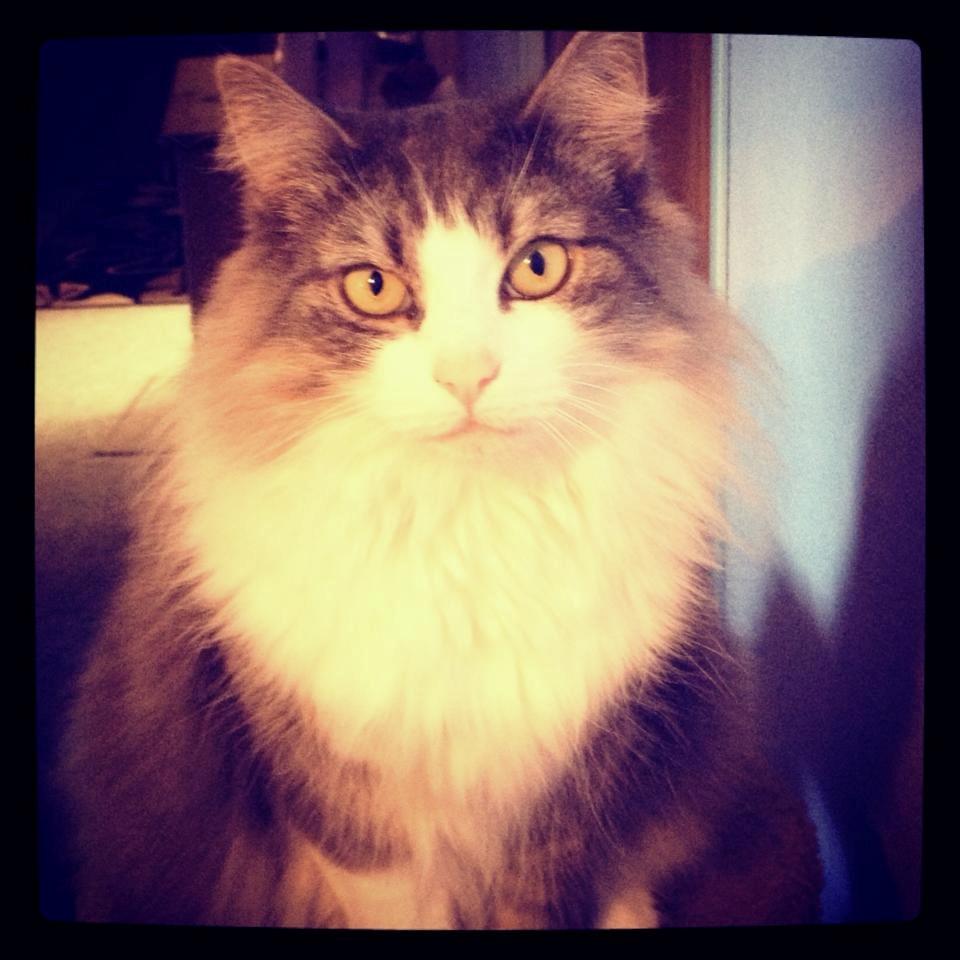 Norsk Skovkat Sussi billede 4