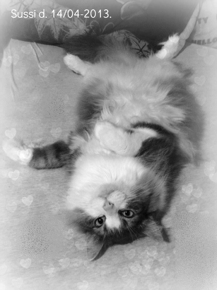 Norsk Skovkat Sussi billede 3