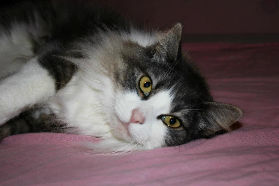 Norsk Skovkat Sussi billede 2