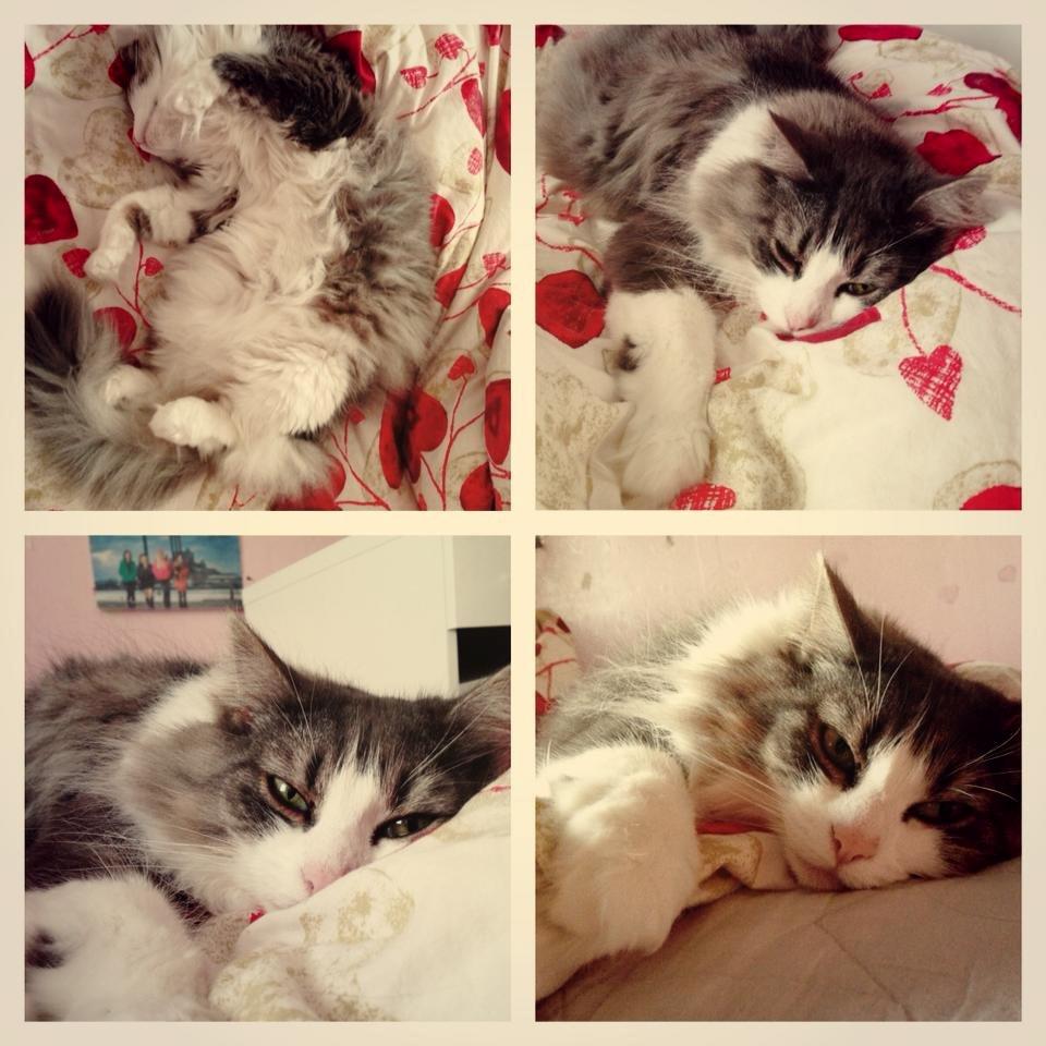 Norsk Skovkat Sussi billede 5