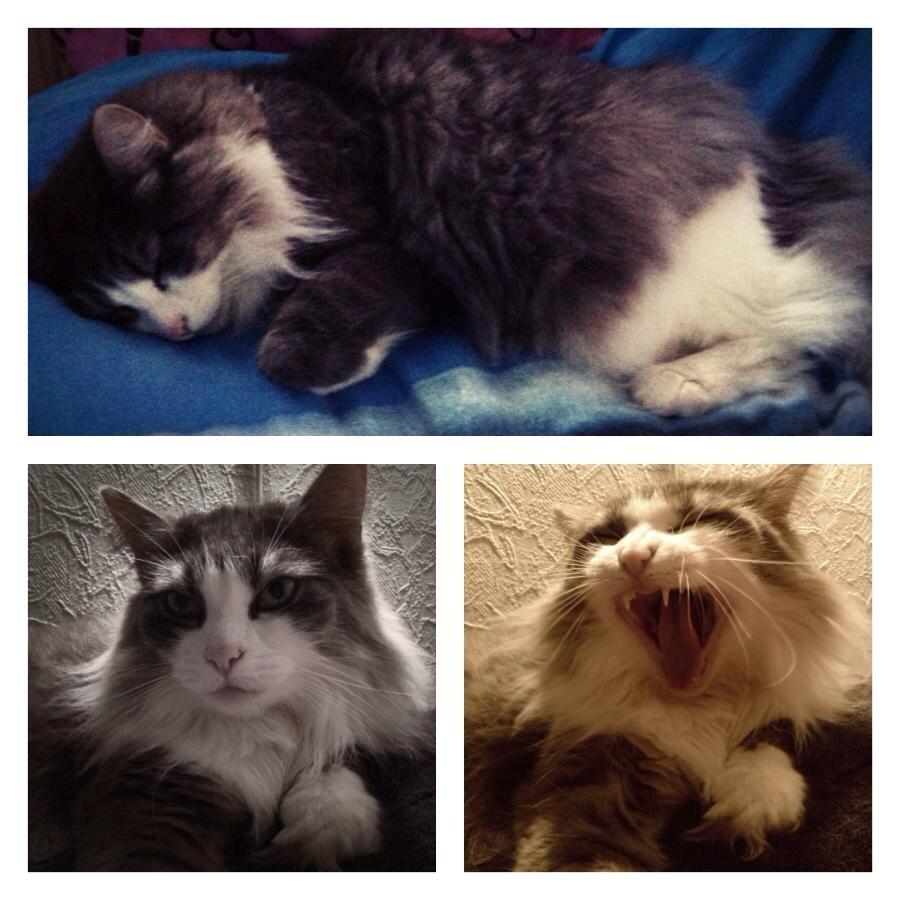 Norsk Skovkat Sussi billede 7