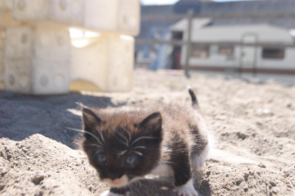 Huskat Hambusses Felix billede 1