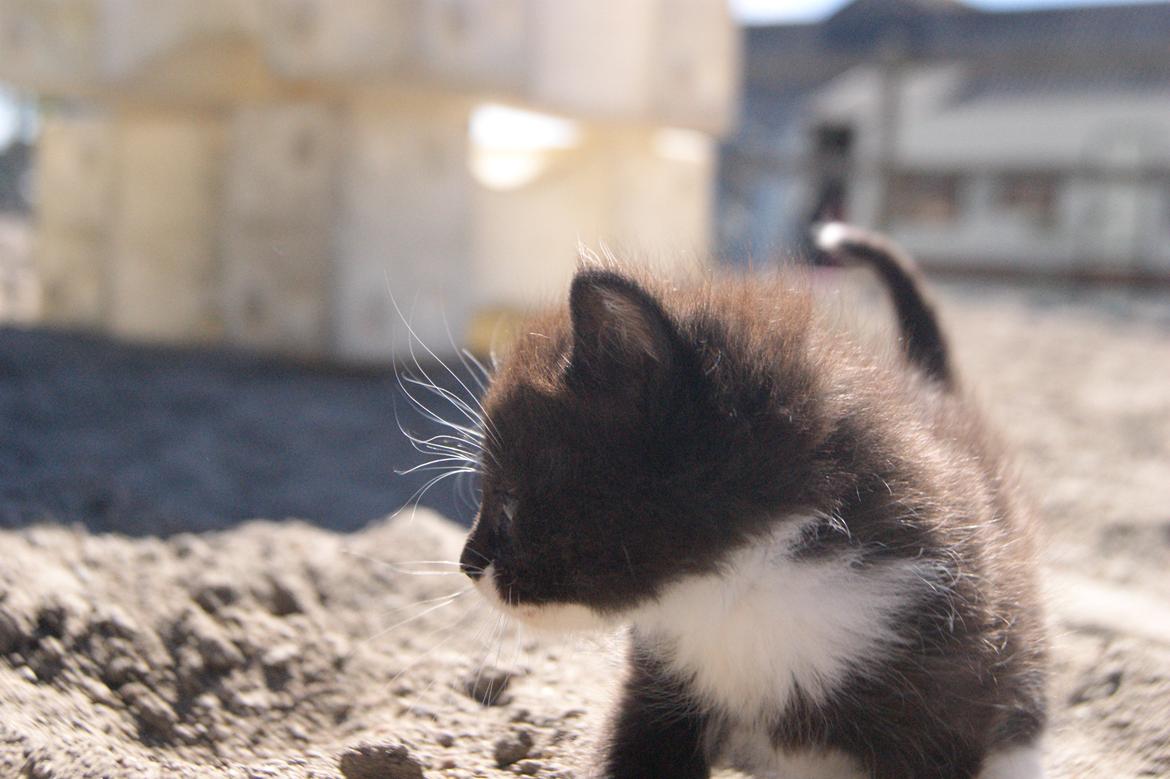 Huskat Hambusses Felix billede 2