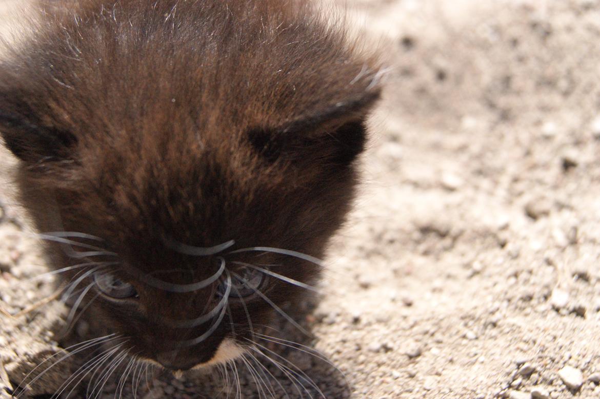 Huskat Hambusses Felix billede 3