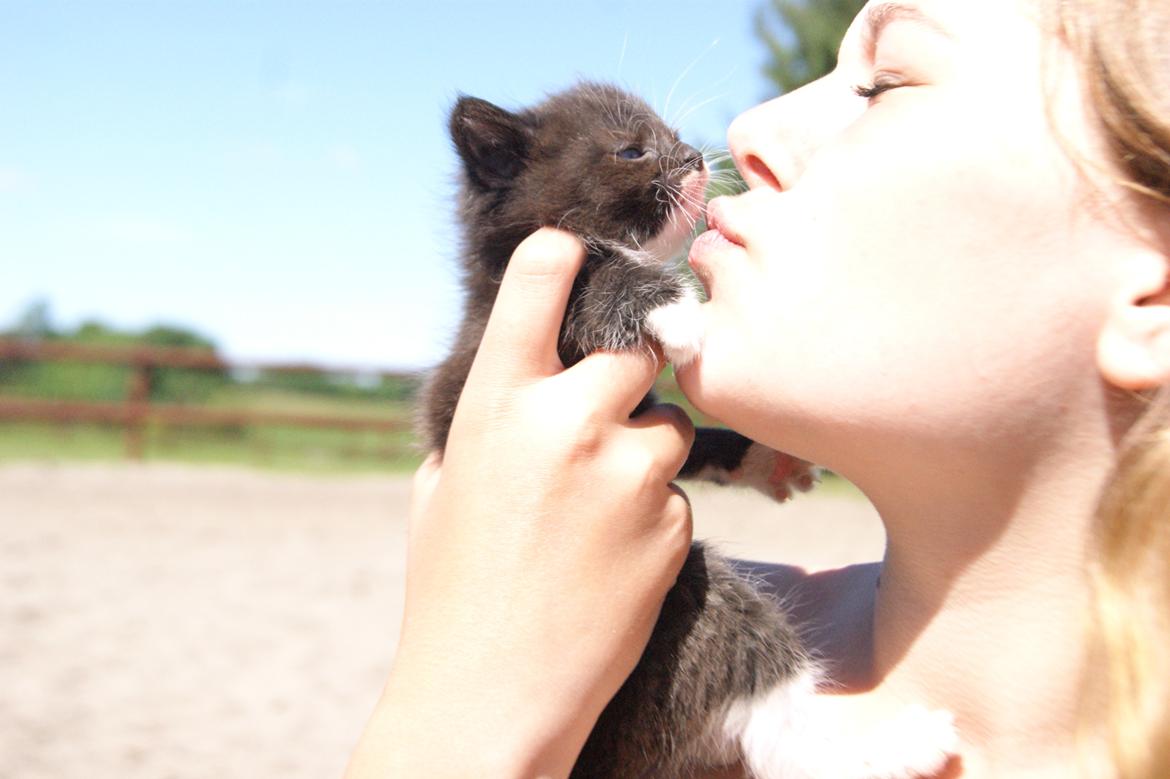 Huskat Hambusses Felix billede 5