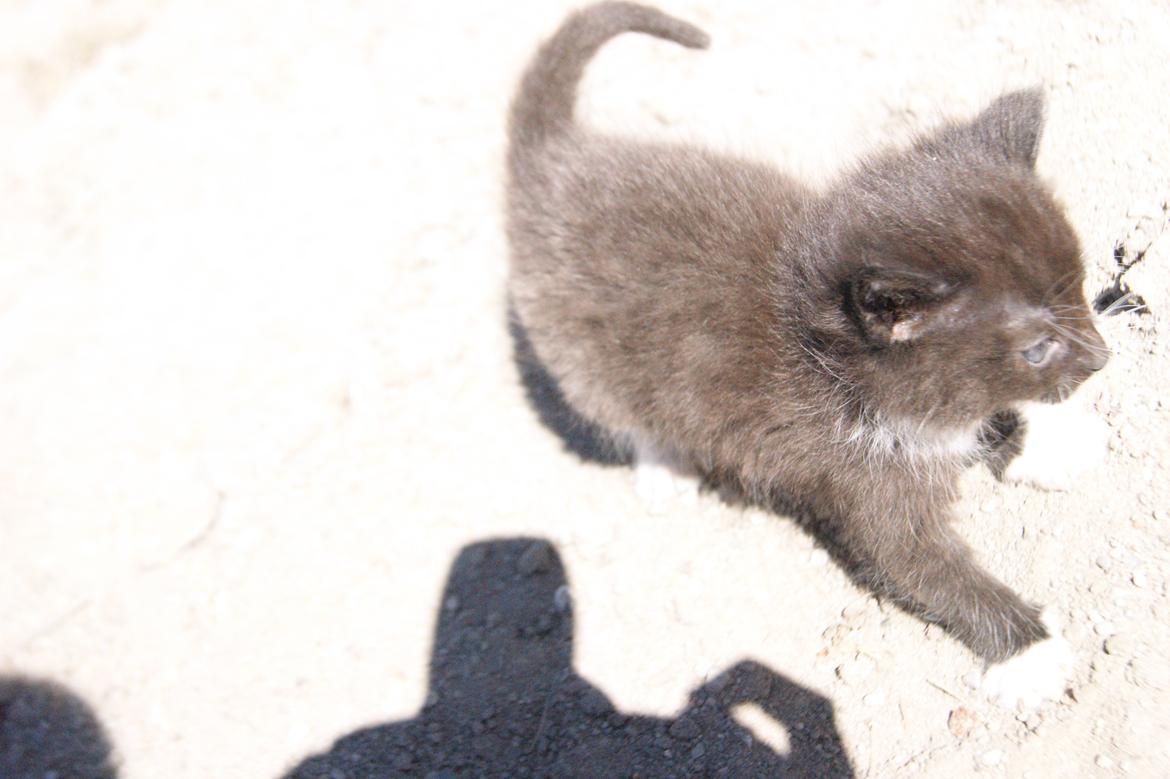 Huskat Hambusses Felix billede 6