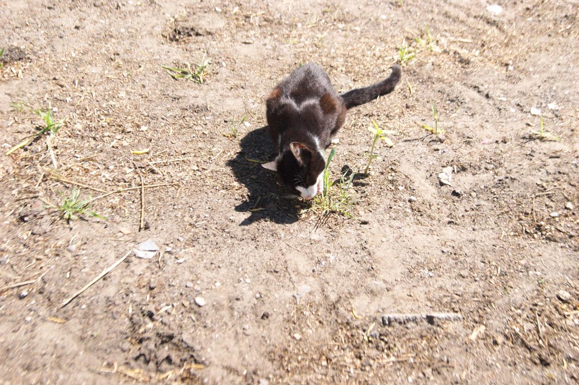 Huskat Mors Pander billede 2