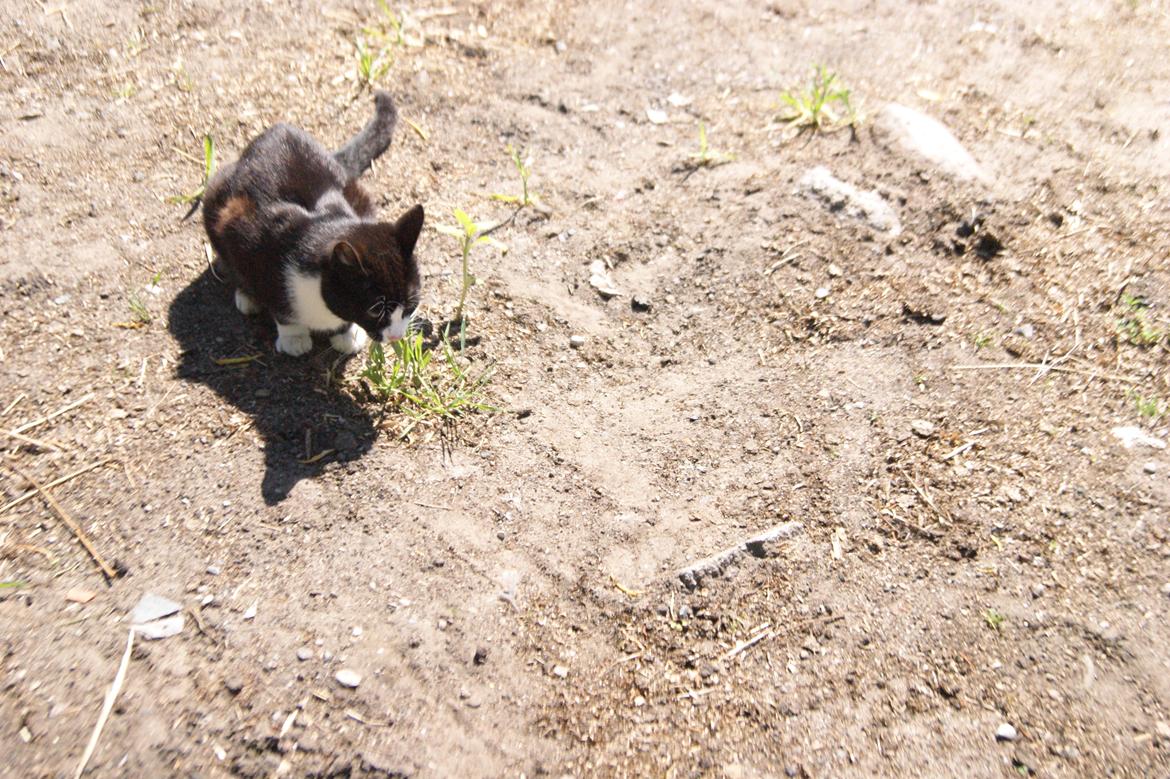 Huskat Mors Pander billede 3