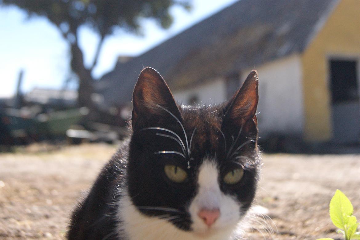 Huskat Mors Pander billede 4