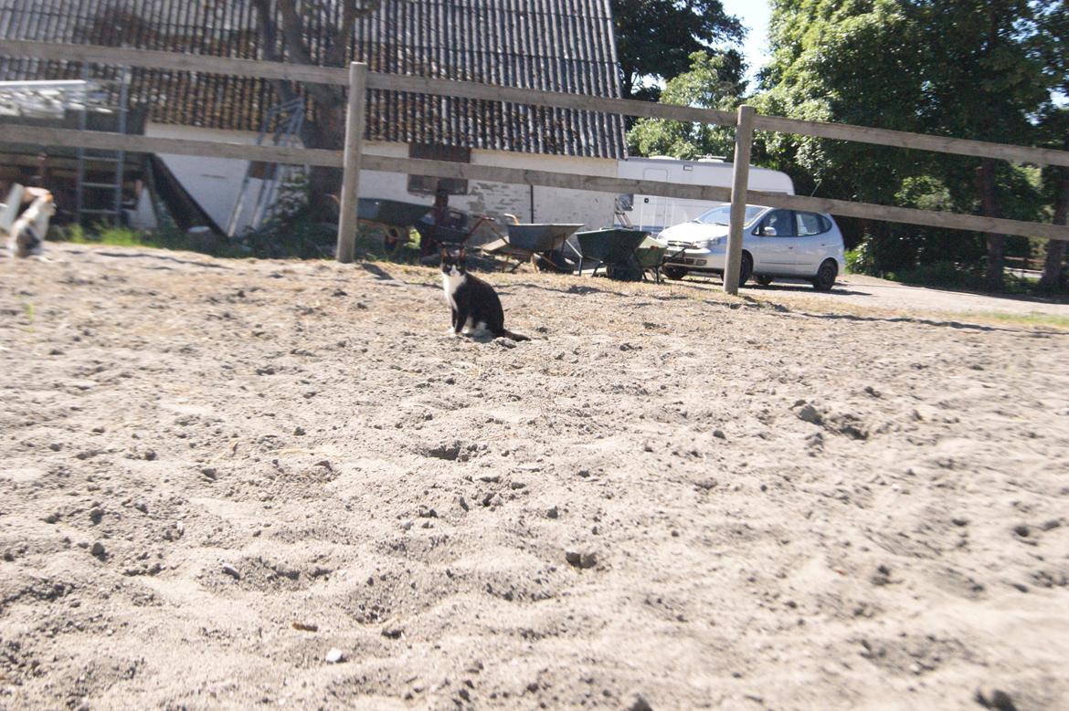 Huskat Mors Pander billede 5