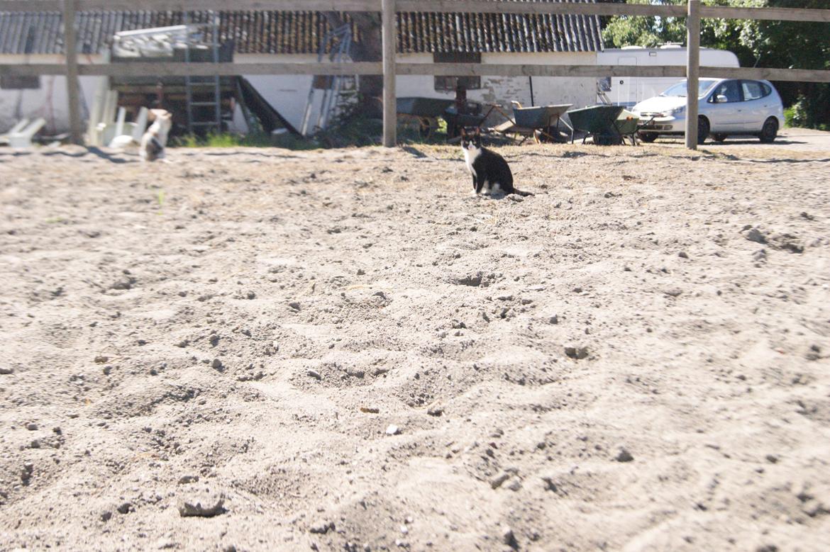 Huskat Mors Pander billede 6