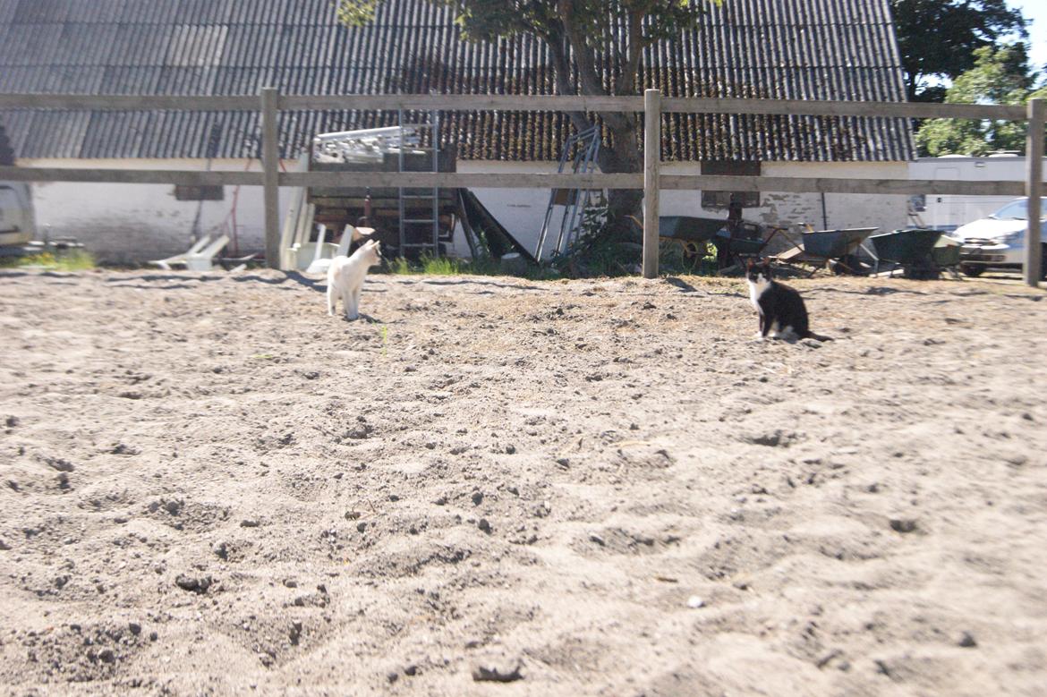 Huskat Mors Pander billede 7