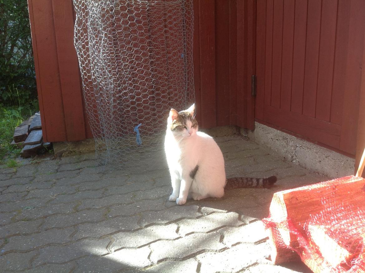 Huskat Cleo billede 1