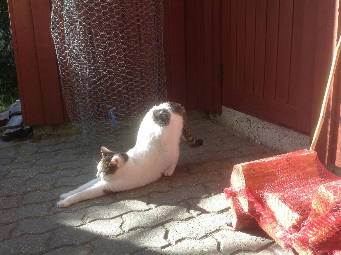 Huskat Cleo billede 2