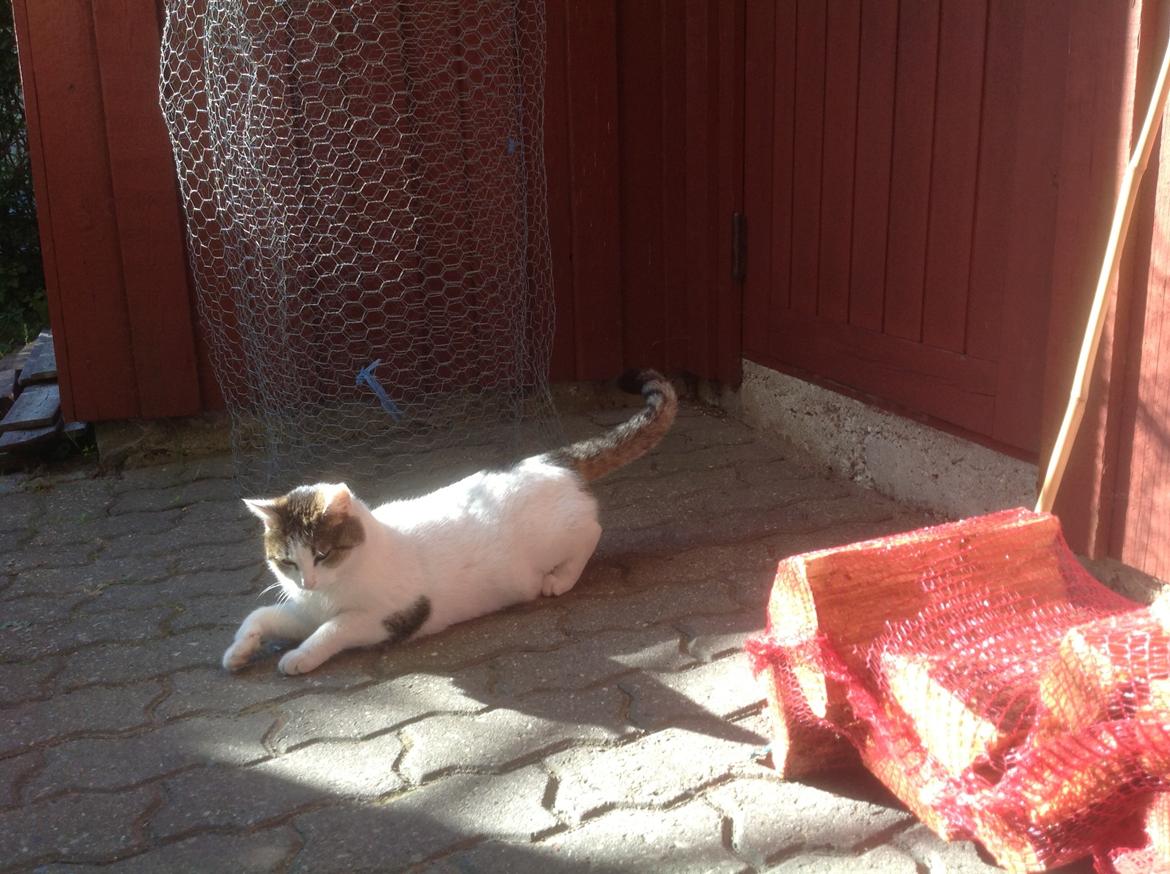 Huskat Cleo billede 3