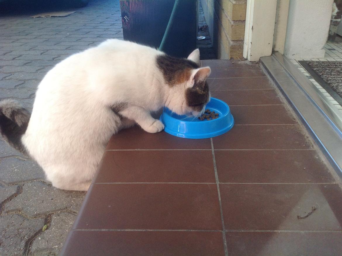 Huskat Cleo billede 4