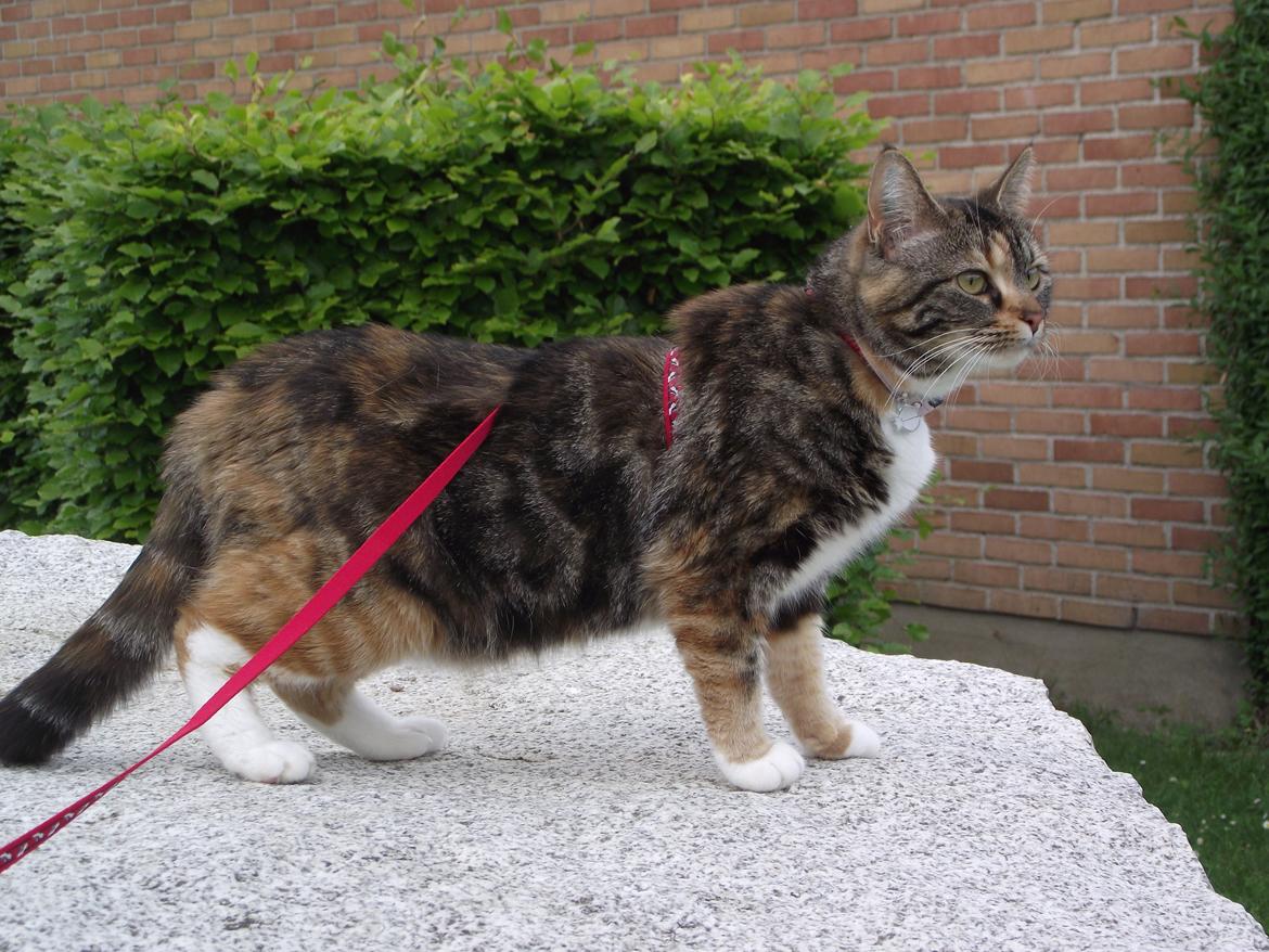 Huskat Fie aflivet :( billede 16