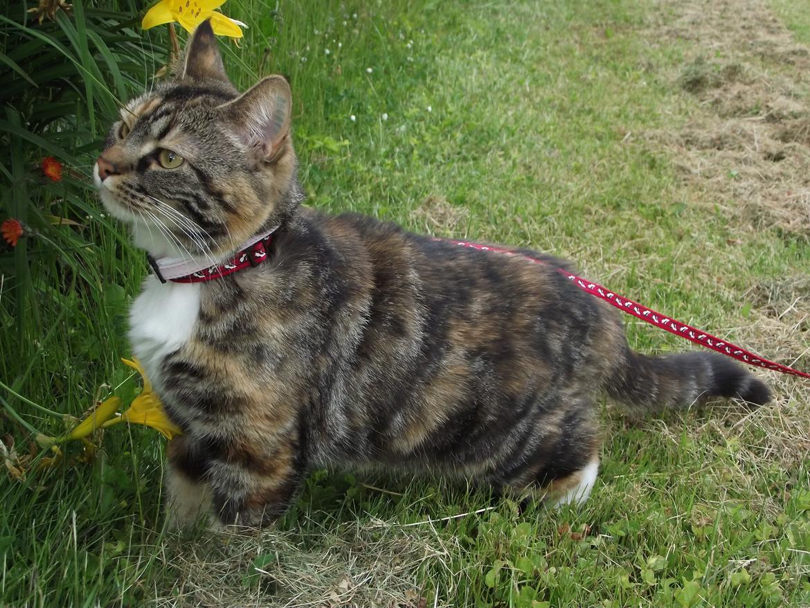 Huskat Fie aflivet :( billede 17