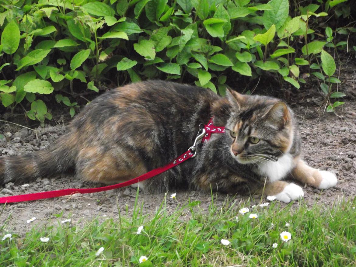 Huskat Fie aflivet :( billede 18