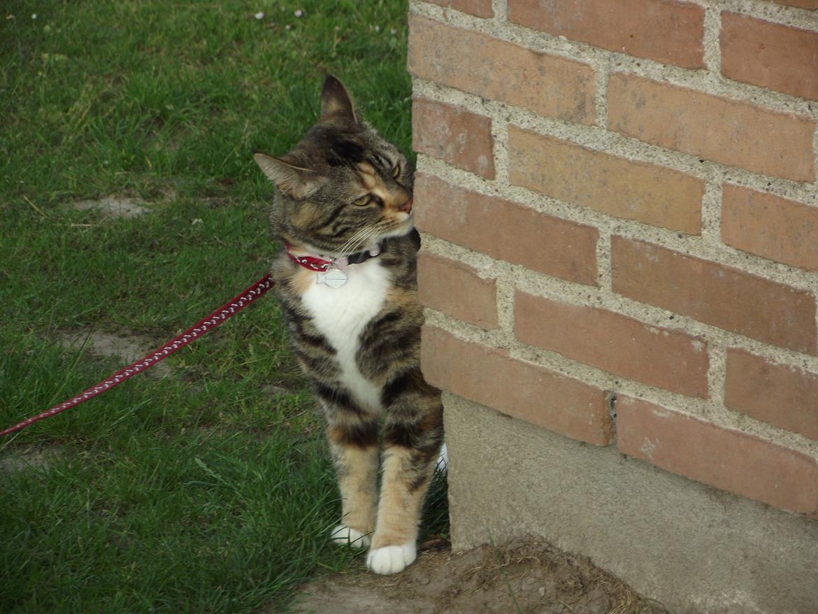 Huskat Fie aflivet :( billede 19