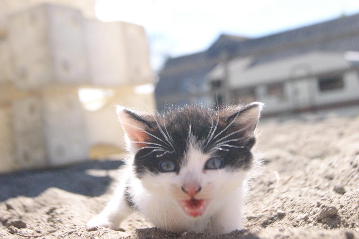 Huskat Missen bølle bob - Velkommen til Missen bølle bob's profil, smid gerne en kommentar:) billede 1