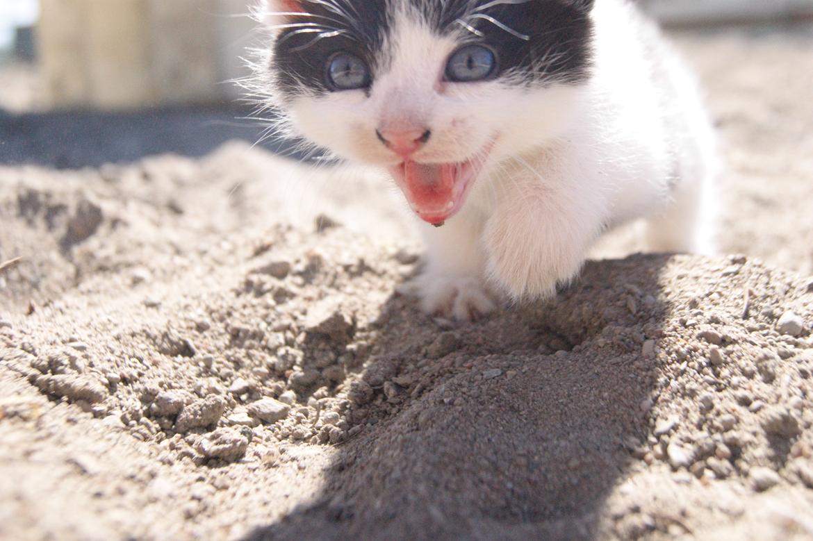 Huskat Missen bølle bob - Waaaarh!<3 billede 2