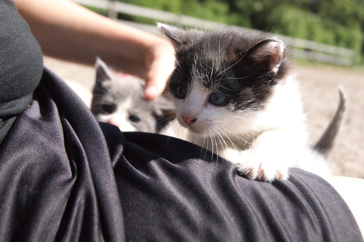 Huskat Missen bølle bob - Seeee lige miig, ser jeg ikke sød ud?<3 billede 4