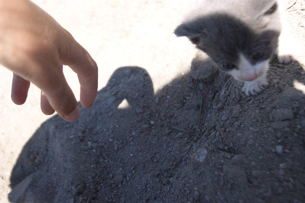 Huskat Missen bølle bob - Missen bøllebob!<3 billede 5