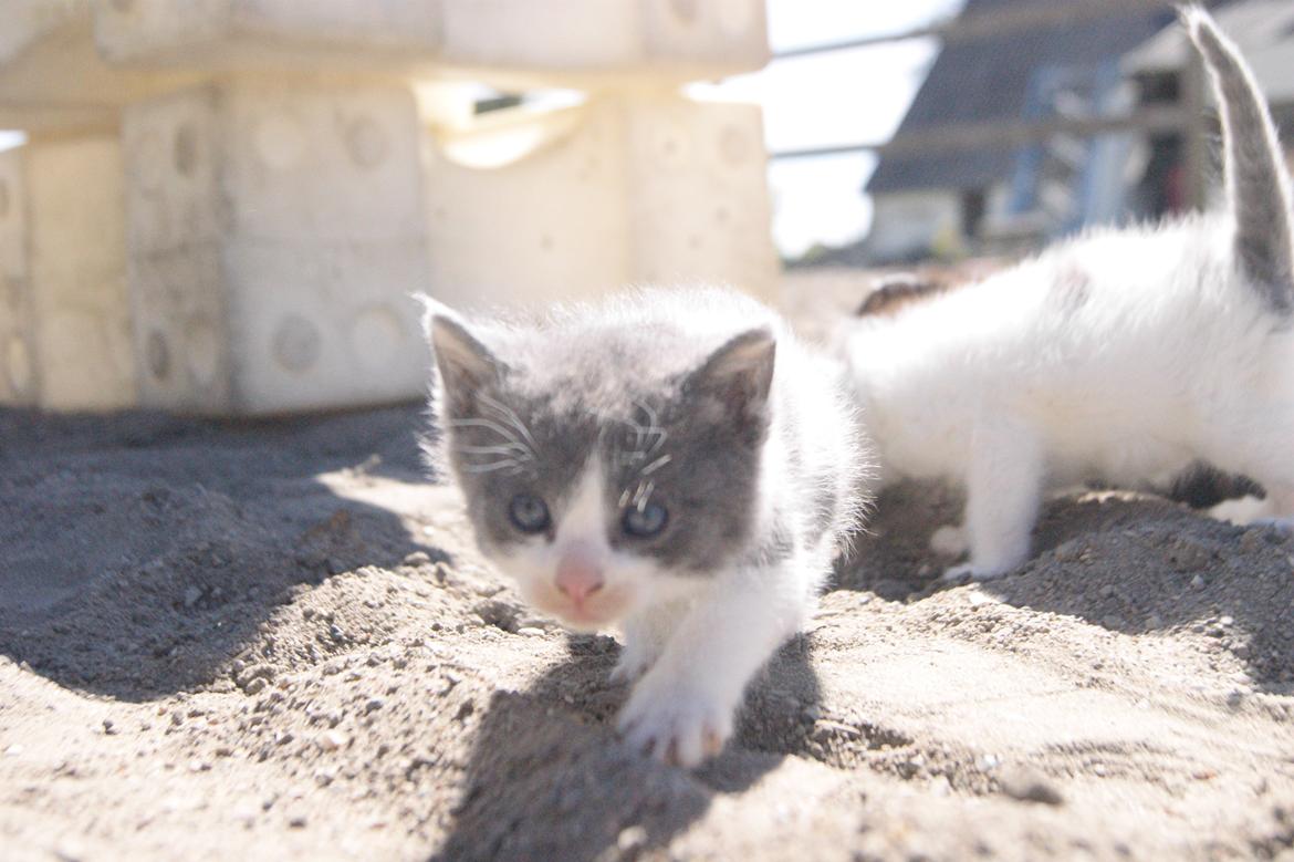Huskat Misse muzen liller mand (sælges) - Velkommen til Misse muzen liller mand's profil, smid gerne en kommentar:) billede 1