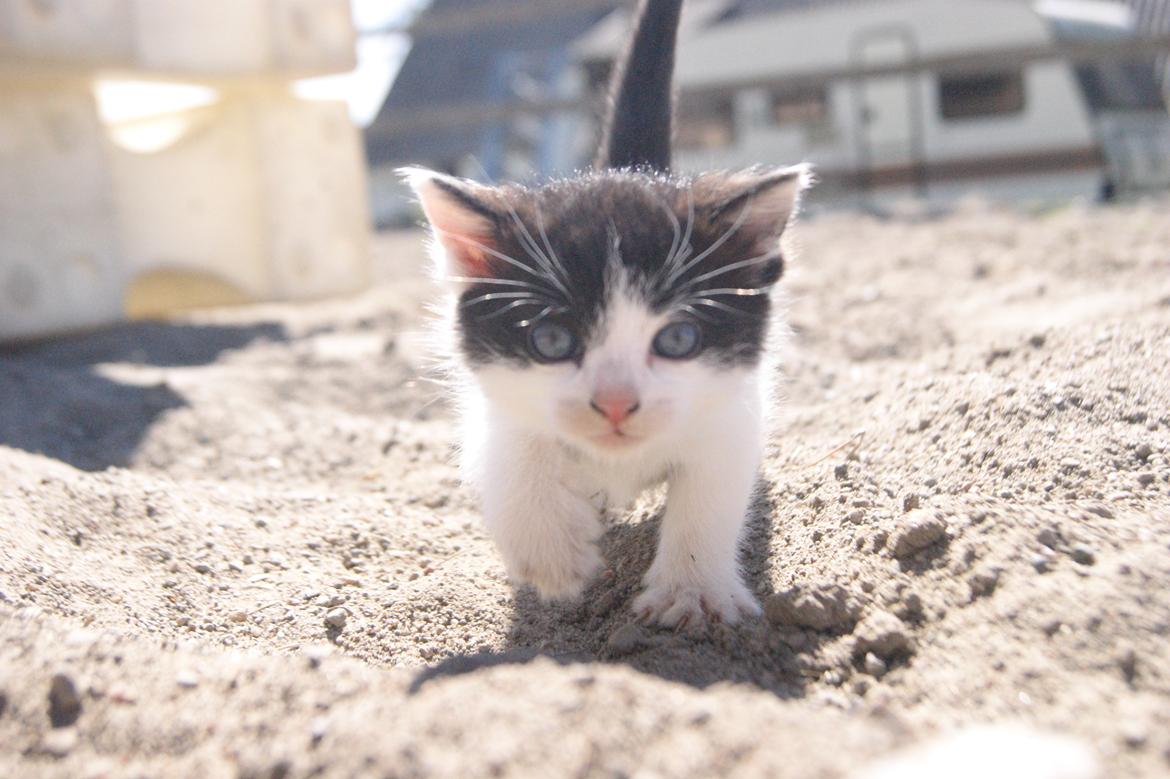 Huskat Misse muzen liller mand (sælges) billede 2