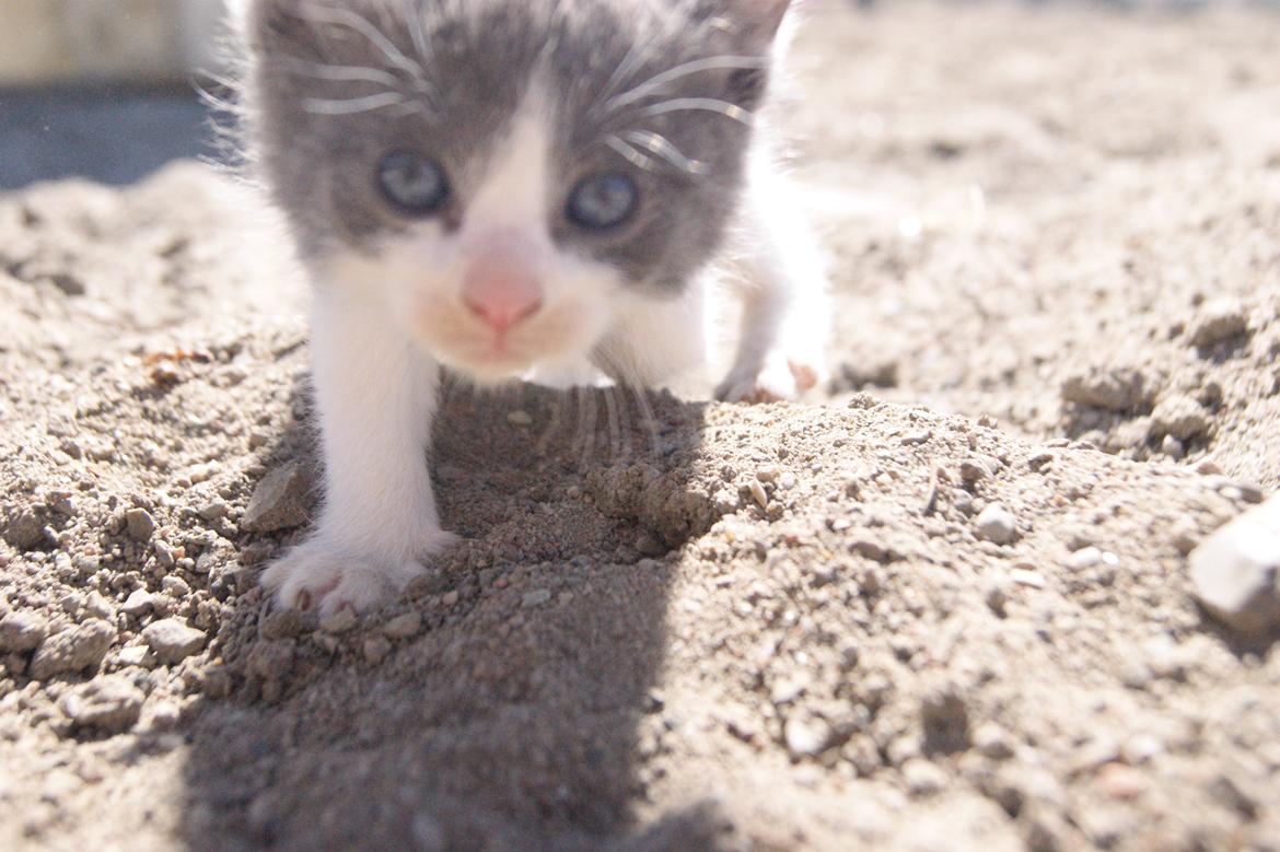 Huskat Misse muzen liller mand (sælges) - Misse muzen liller mand!<3 billede 3