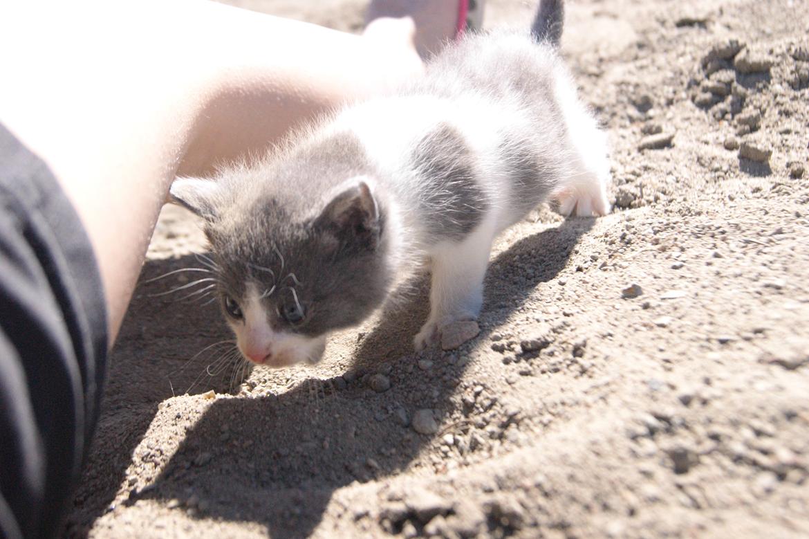Huskat Misse muzen liller mand (sælges) billede 5