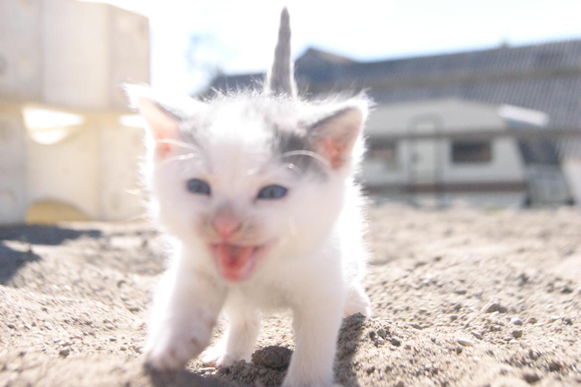 Huskat Mini muz<3 R.I.P:( - Velkommen til Mini muz's profil, smid gerne en kommentar:) billede 1