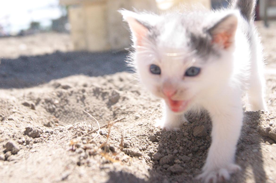 Huskat Mini muz<3 R.I.P:( - Waaarh!<3 billede 2