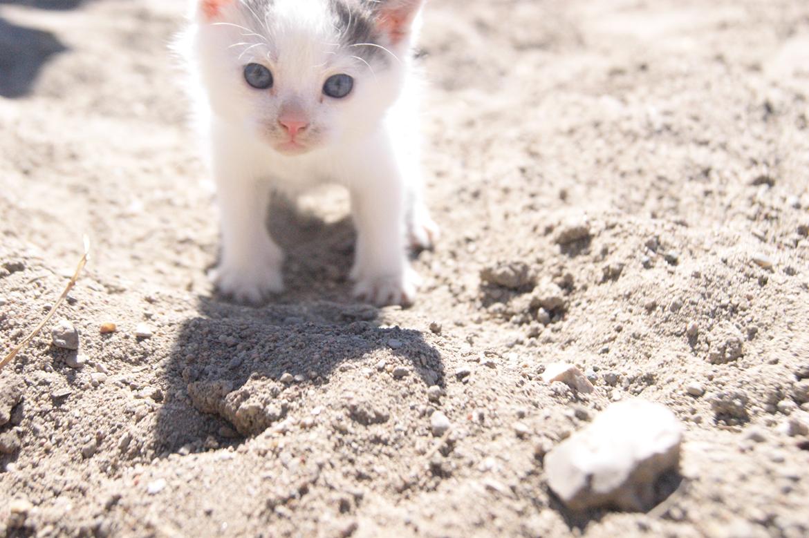 Huskat Mini muz<3 R.I.P:( billede 3